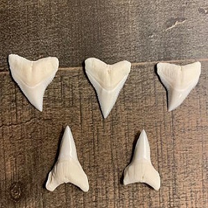 modern shark teeth for sale